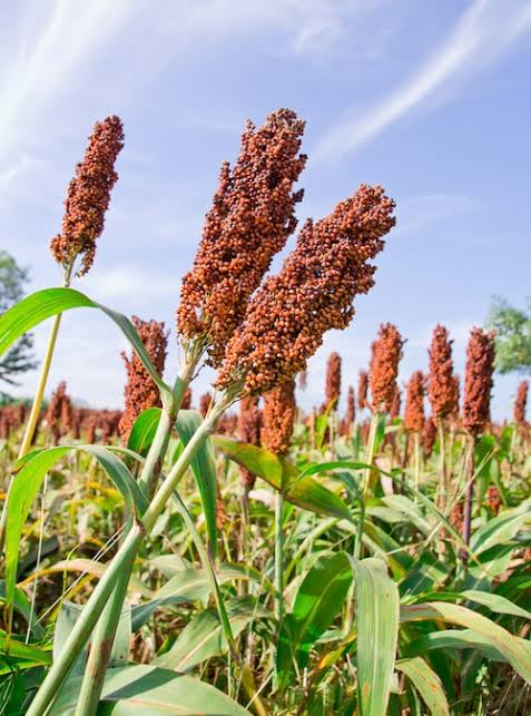 செஞ் சோளம்