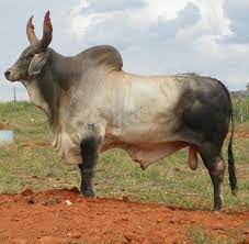 காளை மாடு கலப்பு தீவனம்