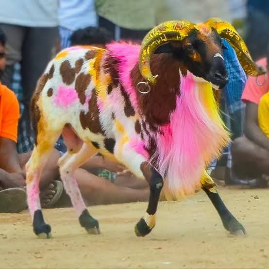 முட்டு கிடாய் தீவனம்